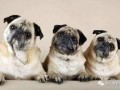 巴哥赤犬爆料视频大全下载,揭秘幕后真相