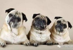 巴哥赤犬爆料视频大全下载,揭秘幕后真相